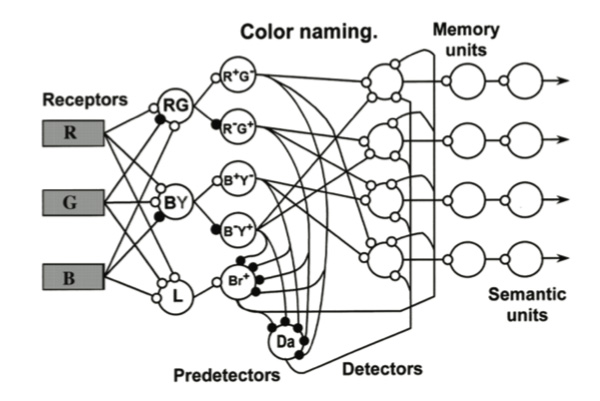 Figure 3. The network represents a local color analyzer supplemented by memory and semantic units (from Sokolov, 2000)