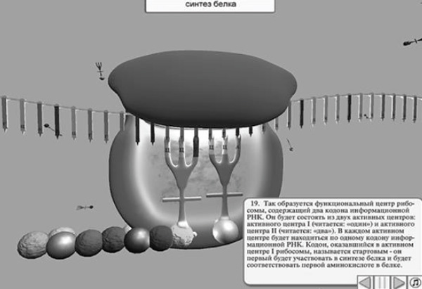 Figure 2. A screenshot from the program “Protein Synthesis” with animated ribosome mechanics, audio and text explanation. Selivanov, V.V., Selivanova, L.N., Babieva, N.S. (2020). Psychology in Russia: State of the Art, 13(2), 16-28.