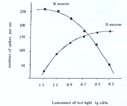 Figure 1. Opponent characteristics of B- and D-cells in cat's visual cortex (Jung, 1973).