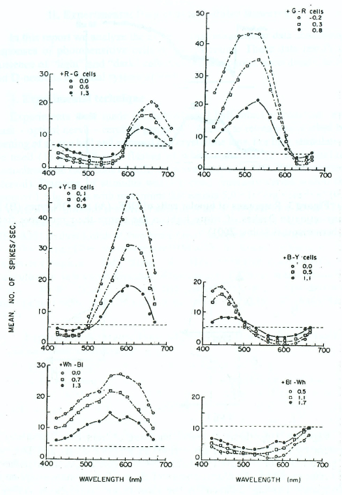 Figure 2. Spectral characteristics of B- and D-neurons in LGN of monkey designated as +Wh-Bl and +Bl-Wh cells in low pair of curves (DeValois, DeValois, 1975).