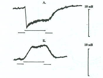 Figure 3. Responses of bipolar cells of OFF- (A) and ON-types (B) in carp retina to flashes of white light in the centre their receptive field (Chernorizov, Sokolov, 2001).