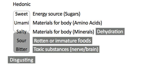 The five basic tastes