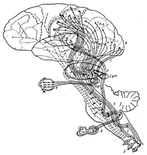 Aff erent paths and sensory cortex  zones (G.I. Polyakov In. Luria, 1973).