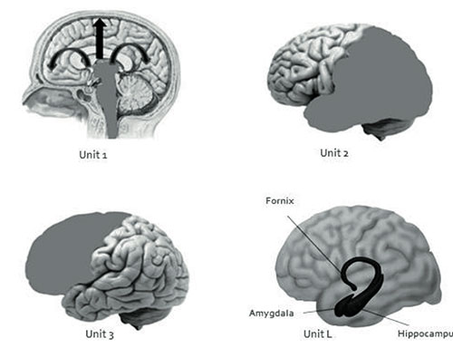 four Functional Units of the Brain
